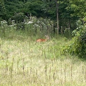 Meet your Posher, Desiree